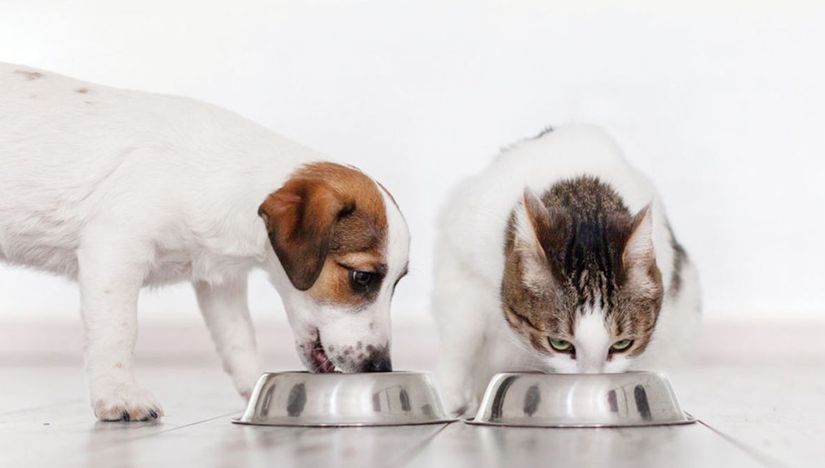 Pet Nutrition | Scarborough Animal Hospital